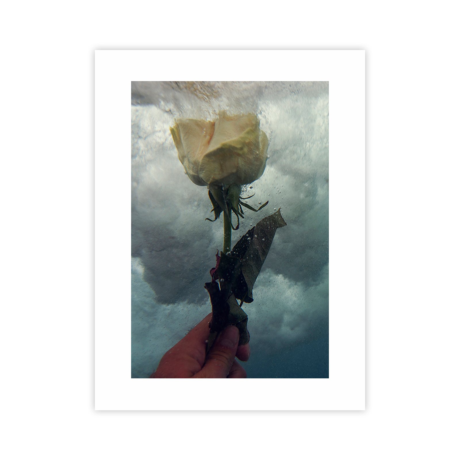 fotografia rosa dentro del agua